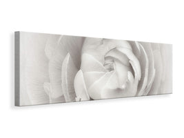 panoramic-canvas-print-ranunculus